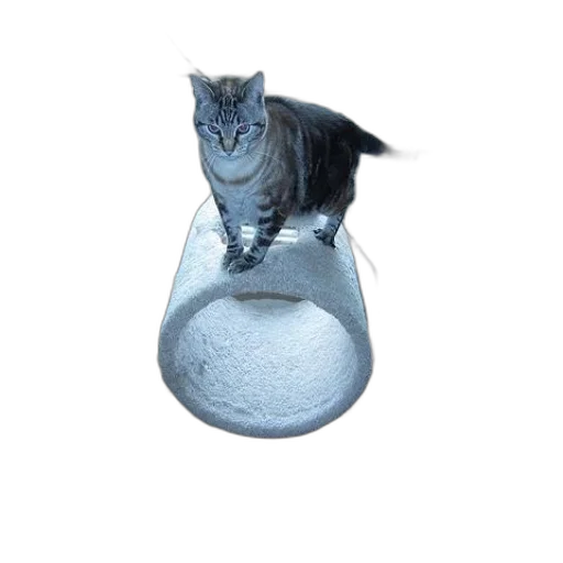 bottle, animal, shoes, umbrella, 3d render, photorealistic, concept art, cat transparent PNG cut-out