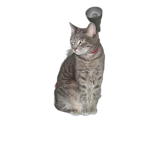 staff, animal, weapon, robot, photorealistic, 3d render, grey, cat transparent PNG cut-out