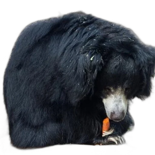 animal, hair, creature, staff, black, bear, white, face transparent PNG cut-out