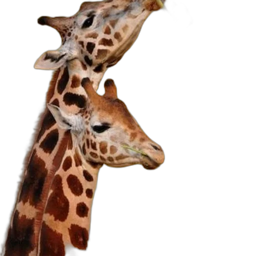 animal, creature, staff, face, photorealistic, 3d render, concept art, two transparent PNG cut-out
