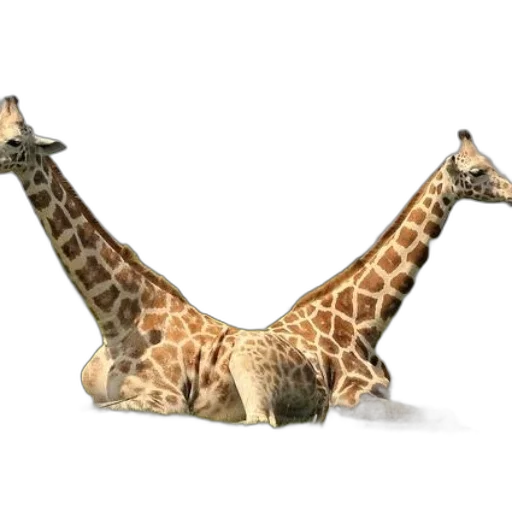 animal, creature, shoes, furniture, 3d render, concept art, photorealistic, two transparent PNG cut-out