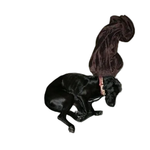 animal, staff, hair, hat, photorealistic, 3d render, dark, black transparent PNG cut-out