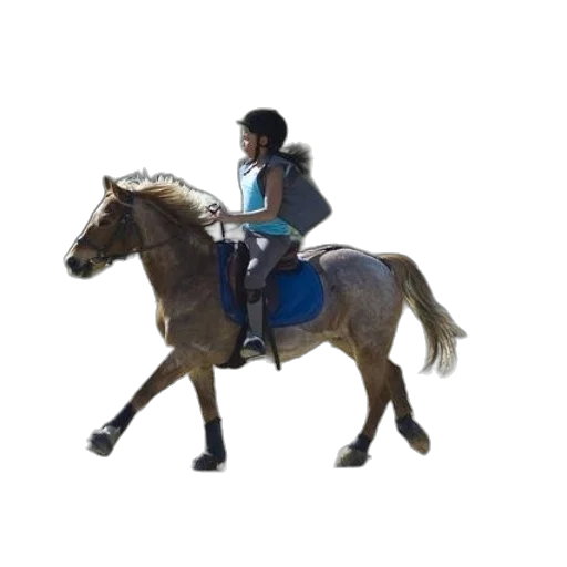 animal, staff, jacket, 3d render, concept art, photorealistic, person, riding transparent PNG cut-out