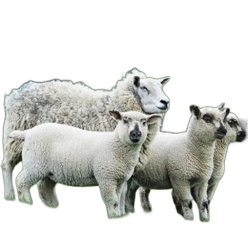 animal, jewelry, food, 3d render, photorealistic, pixel art, 2016, sheep transparent PNG cut-out