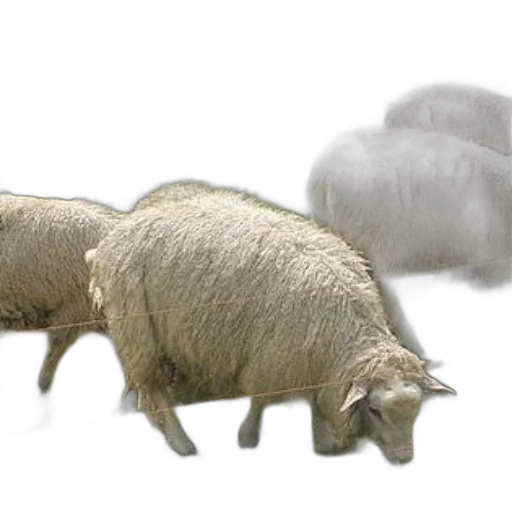 animal, photorealistic, 3d render, concept art, fog, rain, snow, four transparent PNG cut-out