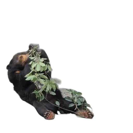 shoes, animal, dragon, creature, 3d render, concept art, photorealistic, earth tones transparent PNG cut-out