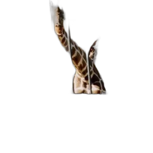 animal, staff, shoes, creature transparent PNG cut-out