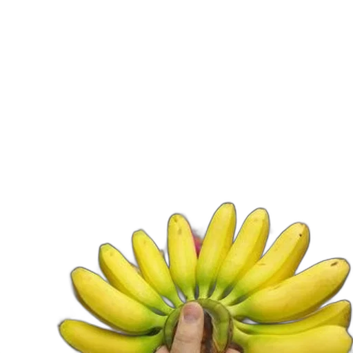 flower, food, crown, weapon, photorealistic, 3d render, pixel art, oil painting transparent PNG cut-out