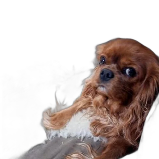 animal, creature, hair, staff transparent PNG cut-out