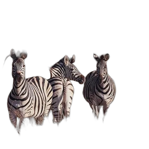 animal, jewelry, creature, staff, photorealistic, 3d render, concept art, fantasy art transparent PNG cut-out