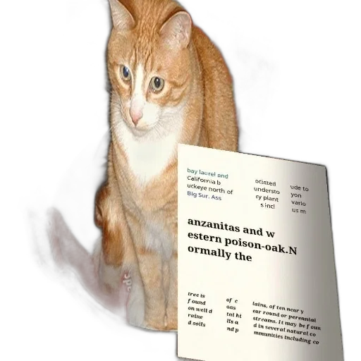 animal, staff, cat, sits, red, chair, sign, reads transparent PNG cut-out