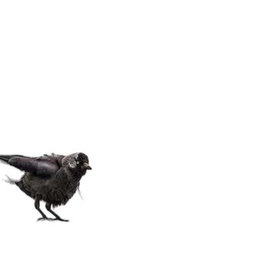 animal, creature, shoes, dragon, photorealistic, concept art, dark, two transparent PNG cut-out
