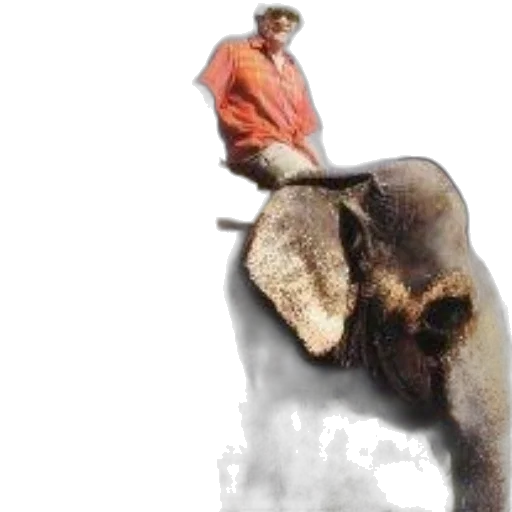 animal, creature, staff, concept art, photorealistic, couple, rides, elephant transparent PNG cut-out