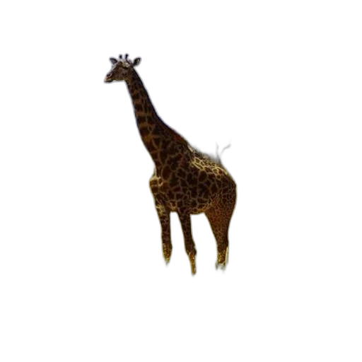 animal, creature, staff, dress transparent PNG cut-out