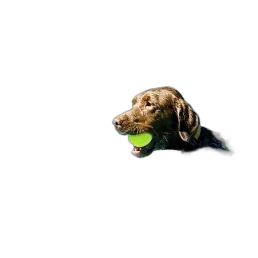 animal, creature, dragon, food, photorealistic, 3d render, pixel art, concept art transparent PNG cut-out