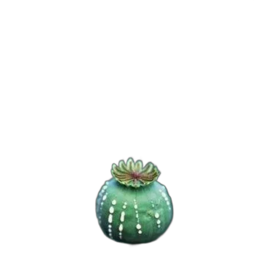 crown, flower, hat, jewelry, 3d render, pixel art, concept art, photorealistic transparent PNG cut-out