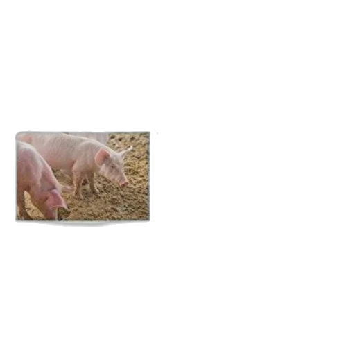 animal, food, creature, hair, photorealistic, cover, large, clinical transparent PNG cut-out