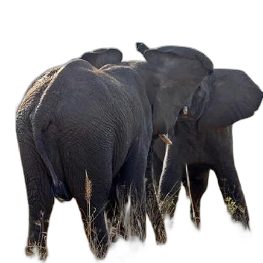animal, staff, crown, photorealistic, 3d render, concept art, two, elephants transparent PNG cut-out