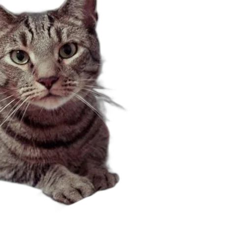 animal, staff, creature, face, photorealistic, 3d render, pixel art, oil painting transparent PNG cut-out