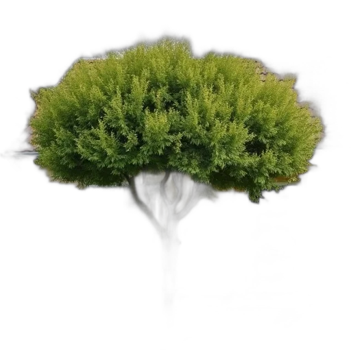 tree, crown, hair, hat, 3d render, photorealistic, concept art, forest transparent PNG cut-out