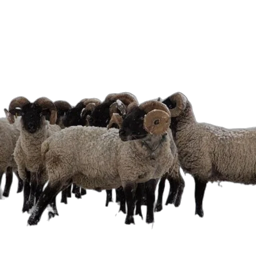 animal, group, sheep, curled transparent PNG cut-out