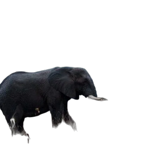 animal, creature, hair, hat, 3d render, concept art, photorealistic, pixel art transparent PNG cut-out