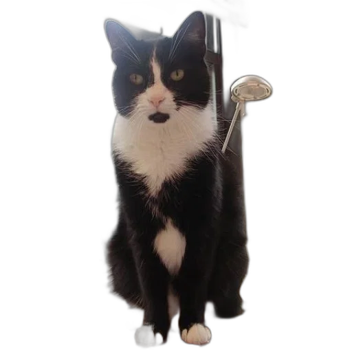 staff, animal, creature, sword transparent PNG cut-out