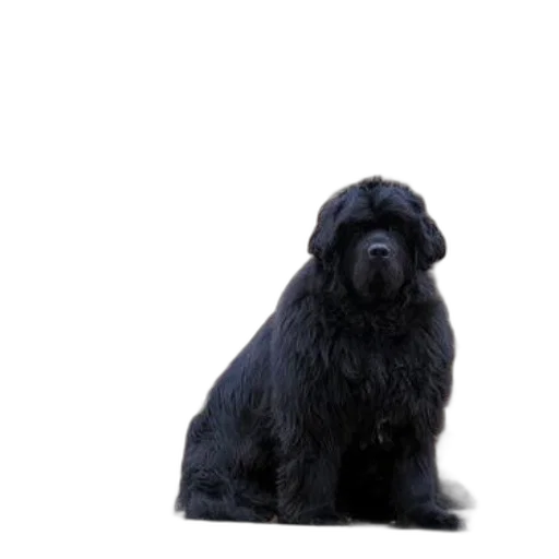 animal, staff, creature, hair, photorealistic, 3d render, large, black transparent PNG cut-out