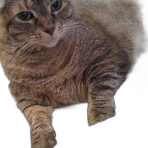 animal, creature, staff, crown, photorealistic, 3d render, pixel art, cat transparent PNG cut-out