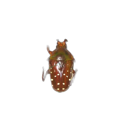 animal, creature, crown, jewelry, 3d render, photorealistic, labeled, diagram transparent PNG cut-out