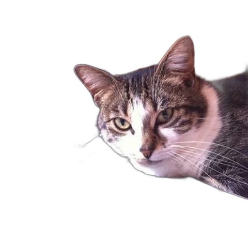 animal, creature, face, staff, photorealistic, 3d render, cat, green transparent PNG cut-out
