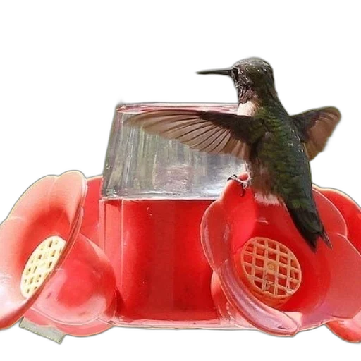 animal, car, furniture, food transparent PNG cut-out