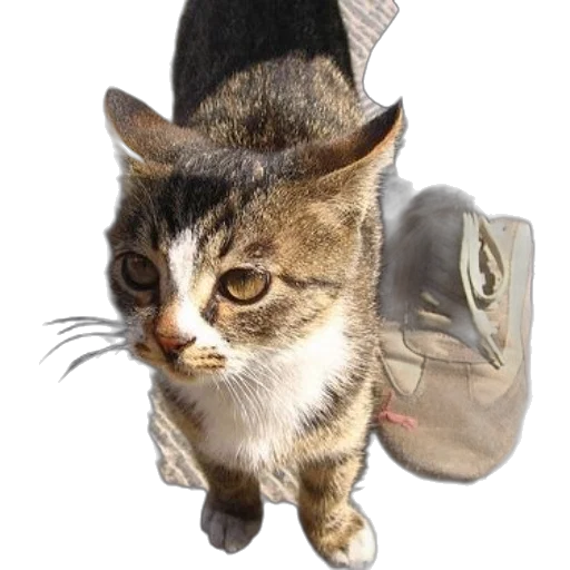 animal, staff, hat, jacket, photorealistic, 3d render, concept art, oil painting transparent PNG cut-out