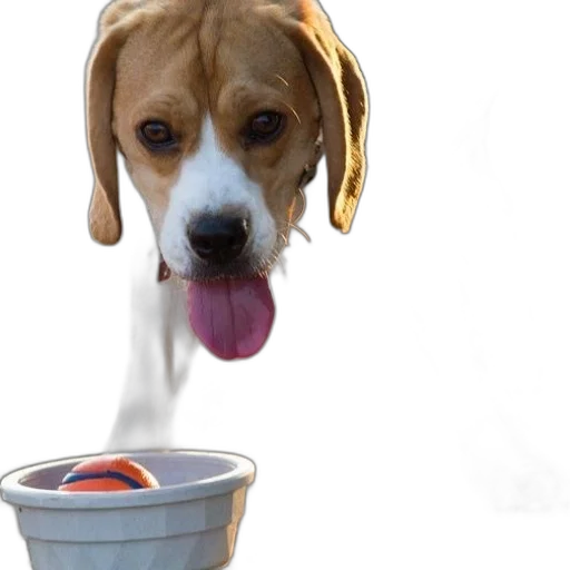 food, animal, 3d render, photorealistic transparent PNG cut-out