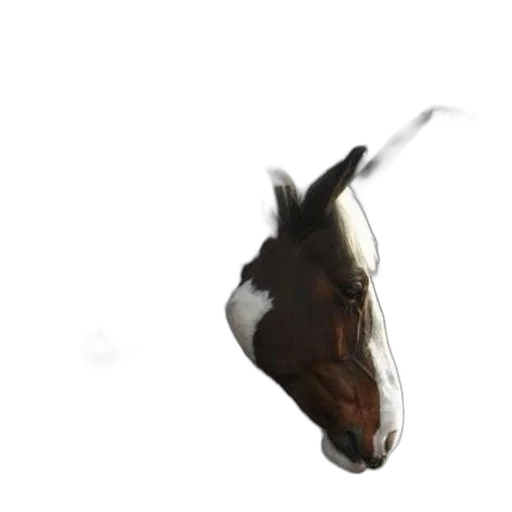 animal, creature, dragon, face, photorealistic, 3d render, concept art, oil painting transparent PNG cut-out