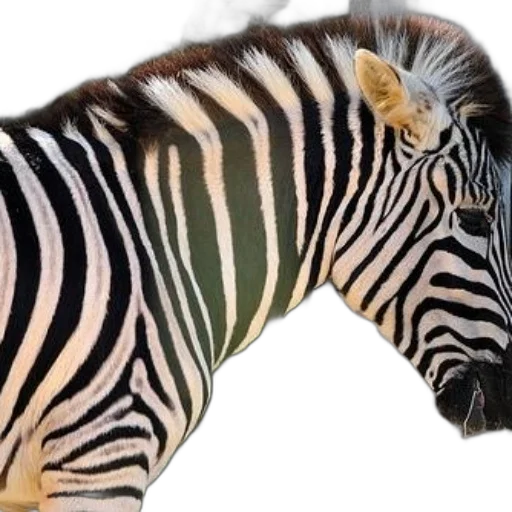 animal, creature, hat, jewelry, photorealistic, 3d render, concept art, zebra transparent PNG cut-out
