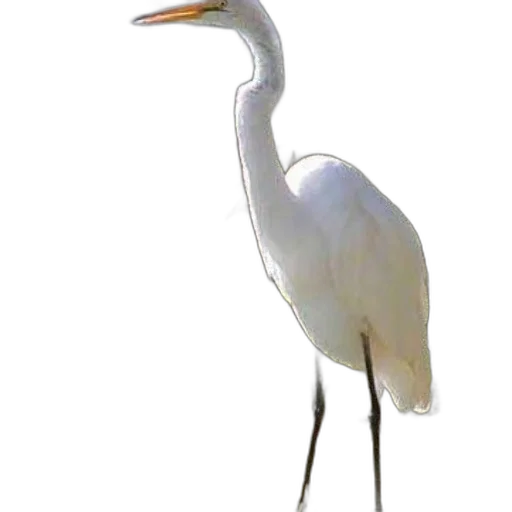 animal, staff, creature, weapon, photorealistic, 3d render, concept art, pixel art transparent PNG cut-out