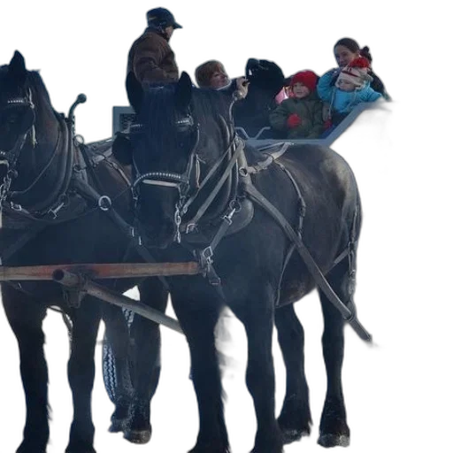 group, people, ride, horse-drawn, carriage, snowy, day transparent PNG cut-out