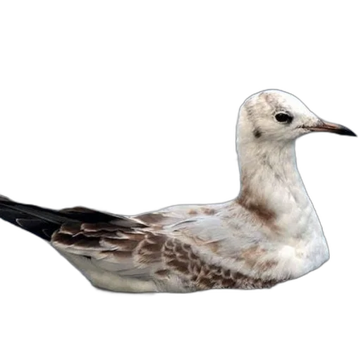 animal, creature, photorealistic, 3d render transparent PNG cut-out