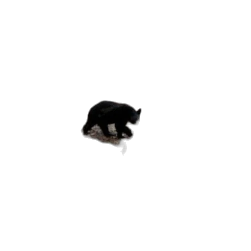 animal, creature, staff, hat, 3d render, pixel art, photorealistic, concept art transparent PNG cut-out