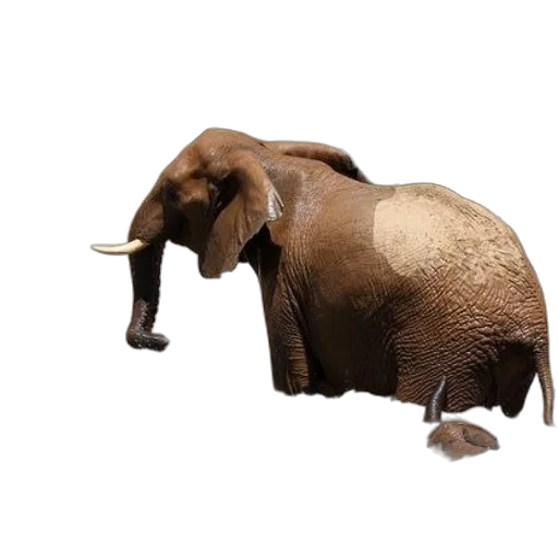 animal, creature, staff, hat, 3d render, concept art, photorealistic, two transparent PNG cut-out