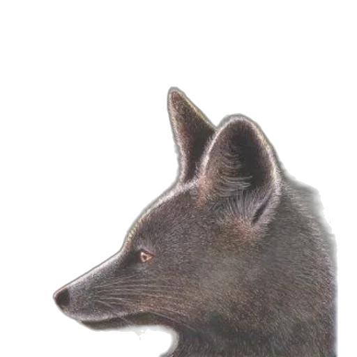 animal, creature, staff, face, photorealistic, 3d render, concept art, watercolor transparent PNG cut-out