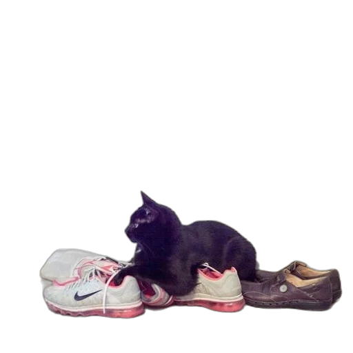 shoes, animal, creature, photorealistic transparent PNG cut-out