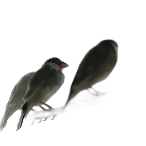 animal, creature, hat, food, 3d render, concept art, photorealistic, fog transparent PNG cut-out