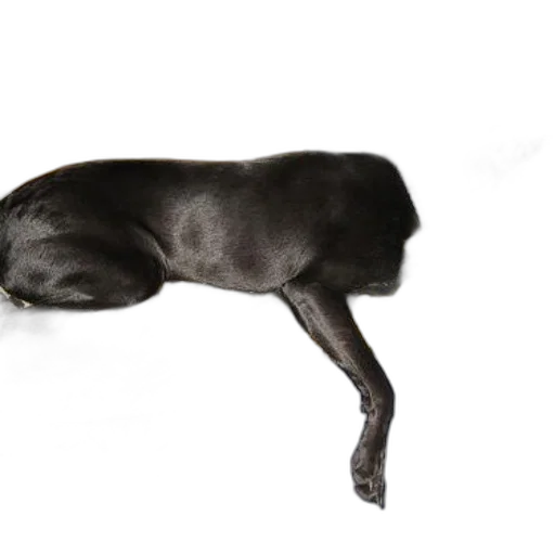 animal, creature, staff, dragon, photorealistic, 3d render, concept art, dark transparent PNG cut-out