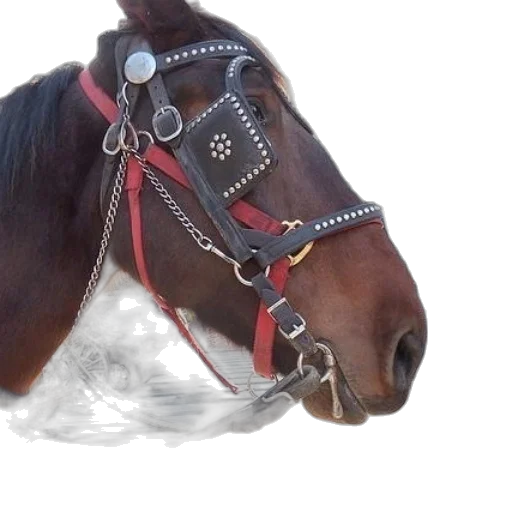 jewelry, animal, staff, hat, photorealistic, 3d render, brown, horse transparent PNG cut-out