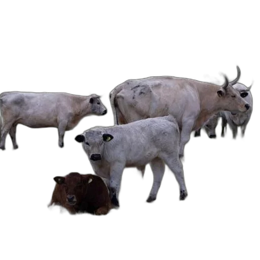 animal, food, 3d render, concept art transparent PNG cut-out