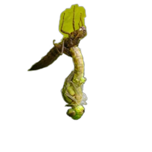 staff, food, weapon, dragon, photorealistic, 3d render, concept art, pixel art transparent PNG cut-out