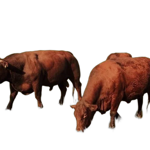 animal, food, furniture, creature transparent PNG cut-out