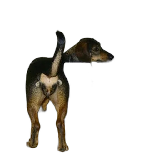 animal, staff, creature, crown, 3d render, photorealistic, concept art, dog transparent PNG cut-out